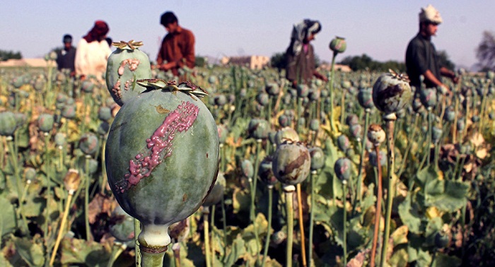 L’Otan préoccupée par l’importante récolte de pavot en Afghanistan